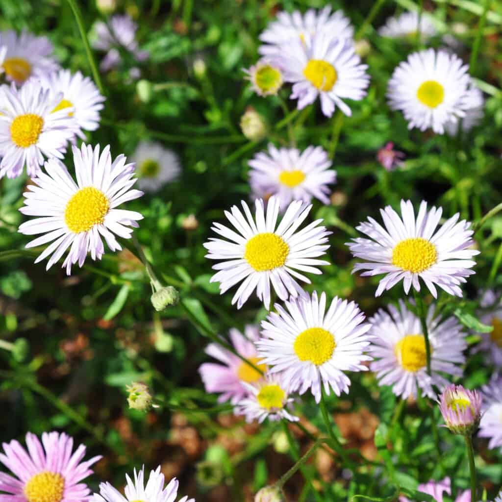 Erigeron karvinskianus 'Lavander Lady' ---